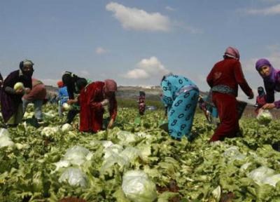کشاورزان لبنانی خواهان لغو ممنوعیت واردات محصولات کشاورزی به عربستان شدند