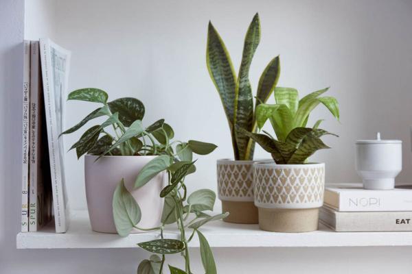 16 گیاه تصفیه کننده هوا با شرایط نگهداری آسان ، راهکاری زیبا و سبز برای برطرف آلودگی هوا در خانه