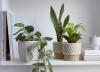16 گیاه تصفیه کننده هوا با شرایط نگهداری آسان ، راهکاری زیبا و سبز برای برطرف آلودگی هوا در خانه